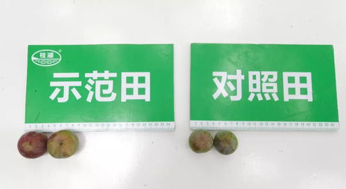 三华李观摩会上桂湖养元多肥效显着 土壤钝化剂助力产业提质增效