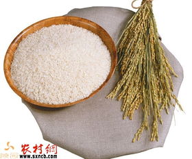 警惕餐桌隐形风险 预防毒大米，从饮食多样与土壤修复入手