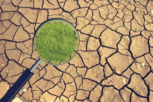 土壤改良实施的关键要素与土壤钝化剂的应用